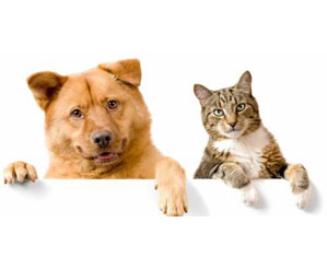 Dog's Adulto - Sabor Gourmet