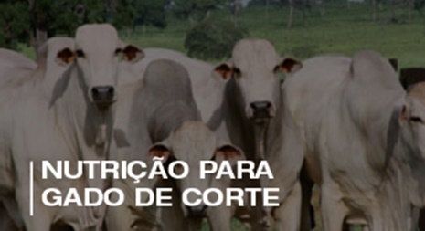 Gado Corte